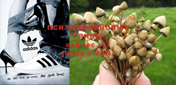 apvp Аркадак